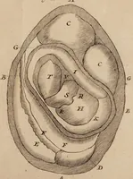 An illustration from Opera posthuma, in quibus excellentissimi authoris vita continetur, ac pleraque quae ab ipso priùs scripta aut inventa sunt confirmantur, & ab adversariorum objectionibus vindicantur. Quibus praefixa est ejusdem vita a seipso scripta (1700)