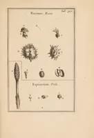 An illustration from Josephi Pitton Tournefort Institutiones rei herbariae (1700)