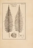 An illustration from Josephi Pitton Tournefort Institutiones rei herbariae (1700)