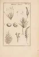An illustration from Josephi Pitton Tournefort Institutiones rei herbariae (1700)