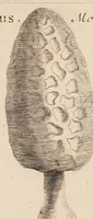Picture 10 of 31 from Josephi Pitton Tournefort Institutiones rei herbariae (1700), leaf 161