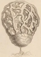 An illustration from Josephi Pitton Tournefort Institutiones rei herbariae (1700)