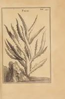 An illustration from Josephi Pitton Tournefort Institutiones rei herbariae (1700)