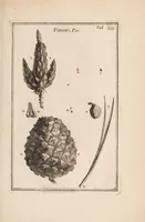 An illustration from Josephi Pitton Tournefort Institutiones rei herbariae (1700)