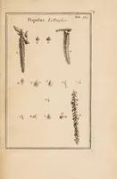 An illustration from Josephi Pitton Tournefort Institutiones rei herbariae (1700)