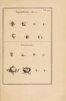 Picture 16 of 31 from Josephi Pitton Tournefort Institutiones rei herbariae (1700), leaf 245