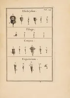 Picture 1 of 31 from Josephi Pitton Tournefort Institutiones rei herbariae (1700), leaf 25