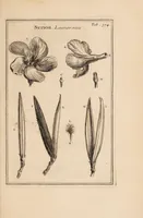 Picture 17 of 31 from Josephi Pitton Tournefort Institutiones rei herbariae (1700), leaf 251