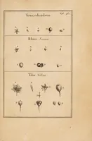 Picture 18 of 31 from Josephi Pitton Tournefort Institutiones rei herbariae (1700), leaf 265