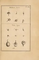 Picture 19 of 31 from Josephi Pitton Tournefort Institutiones rei herbariae (1700), leaf 271