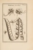 Picture 20 of 31 from Josephi Pitton Tournefort Institutiones rei herbariae (1700), leaf 285