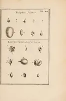 Picture 22 of 31 from Josephi Pitton Tournefort Institutiones rei herbariae (1700), leaf 303