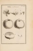 Picture 23 of 31 from Josephi Pitton Tournefort Institutiones rei herbariae (1700), leaf 309