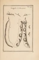 Picture 24 of 31 from Josephi Pitton Tournefort Institutiones rei herbariae (1700), leaf 327