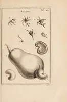 Picture 25 of 31 from Josephi Pitton Tournefort Institutiones rei herbariae (1700), leaf 367