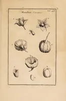 Picture 26 of 31 from Josephi Pitton Tournefort Institutiones rei herbariae (1700), leaf 373