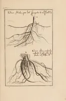 An illustration from Josephi Pitton Tournefort Institutiones rei herbariae (1700)