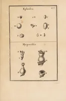 Picture 30 of 31 from Josephi Pitton Tournefort Institutiones rei herbariae (1700), leaf 449