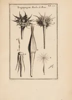 An illustration from Josephi Pitton Tournefort Institutiones rei herbariae (1700)