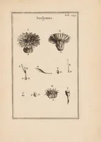 Picture 4 of 31 from Josephi Pitton Tournefort Institutiones rei herbariae (1700), leaf 53