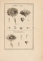 An illustration from Josephi Pitton Tournefort Institutiones rei herbariae (1700)