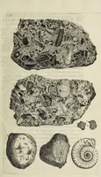 An illustration from The natural history of Lancashire, Cheshire, and the Peak, in Derbyshire: with an account of the British, Phoenician, Armenian, Gr[eek] and Rom[an] antiquities in those parts (1700)