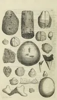 An illustration from The natural history of Lancashire, Cheshire, and the Peak, in Derbyshire: with an account of the British, Phoenician, Armenian, Gr[eek] and Rom[an] antiquities in those parts (1700)