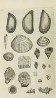 An illustration from The natural history of Lancashire, Cheshire, and the Peak, in Derbyshire: with an account of the British, Phoenician, Armenian, Gr[eek] and Rom[an] antiquities in those parts (1700)