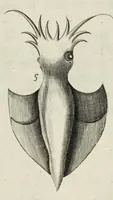 An illustration from The natural history of Lancashire, Cheshire, and the Peak, in Derbyshire: with an account of the British, Phoenician, Armenian, Gr[eek] and Rom[an] antiquities in those parts (1700)