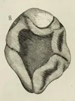 An illustration from The natural history of Lancashire, Cheshire, and the Peak, in Derbyshire: with an account of the British, Phoenician, Armenian, Gr[eek] and Rom[an] antiquities in those parts (1700)
