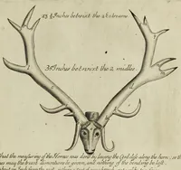 An illustration from The natural history of Lancashire, Cheshire, and the Peak, in Derbyshire: with an account of the British, Phoenician, Armenian, Gr[eek] and Rom[an] antiquities in those parts (1700)