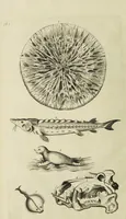 An illustration from The natural history of Lancashire, Cheshire, and the Peak, in Derbyshire: with an account of the British, Phoenician, Armenian, Gr[eek] and Rom[an] antiquities in those parts (1700)