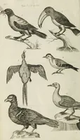 An illustration from The natural history of Lancashire, Cheshire, and the Peak, in Derbyshire: with an account of the British, Phoenician, Armenian, Gr[eek] and Rom[an] antiquities in those parts (1700)