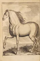 An illustration from L'arte di ben conoscere, e distinguere le qualità de' cavalli, d'introdurre, e conservare una razza nobile, e di risanare il cavallo dà mali, à quali soggiace ... (1700)
