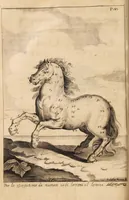 An illustration from L'arte di ben conoscere, e distinguere le qualità de' cavalli, d'introdurre, e conservare una razza nobile, e di risanare il cavallo dà mali, à quali soggiace ... (1700)