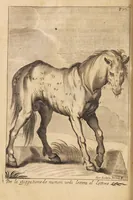 Picture 7 of 10 from L'arte di ben conoscere, e distinguere le qualità de' cavalli, d'introdurre, e conservare una razza nobile, e di risanare il cavallo dà mali, à quali soggiace ... (1700), leaf 94