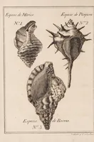 An illustration from Memorias sobre la púrpura de los antiguos, restaurada en España ; que de orden de la Real Junta General de Comericio, y Moneda, se dan al público ... en que se trata de su hallazgo, antiguedad, progresos, estimacion, decadencia y olvido; y del modo como puede restablecerse y aprovecharse en las costas de la Peninsula y demas dominios de S.M. por medio de las varias conchas, granos, y gusanos de mar (1779)
