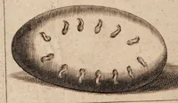 An illustration from Gallicinium medico-practicum. Sive consiliorum, observationum et curationum medicinalium novarum centuriae duae, cum dimidia ... (1700)