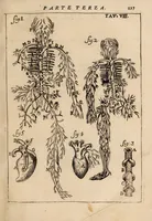 Picture 17 of 41 from Il corpo-umano, o breve storia, dove con nuovo metodo si descrivono in compendio tutti gli organi suoi, e i loro principali ufizi, per istruire a bene intendere, secondo il nuovo sistema, la teorica e pratica medicinale (1700), leaf 147