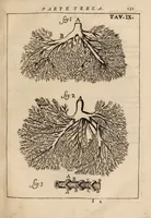Picture 19 of 41 from Il corpo-umano, o breve storia, dove con nuovo metodo si descrivono in compendio tutti gli organi suoi, e i loro principali ufizi, per istruire a bene intendere, secondo il nuovo sistema, la teorica e pratica medicinale (1700), leaf 151