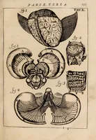 Picture 21 of 41 from Il corpo-umano, o breve storia, dove con nuovo metodo si descrivono in compendio tutti gli organi suoi, e i loro principali ufizi, per istruire a bene intendere, secondo il nuovo sistema, la teorica e pratica medicinale (1700), leaf 155