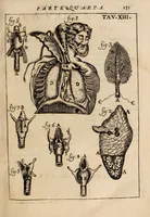 An illustration from Il corpo-umano, o breve storia, dove con nuovo metodo si descrivono in compendio tutti gli organi suoi, e i loro principali ufizi, per istruire a bene intendere, secondo il nuovo sistema, la teorica e pratica medicinale (1700)