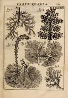 Picture 26 of 41 from Il corpo-umano, o breve storia, dove con nuovo metodo si descrivono in compendio tutti gli organi suoi, e i loro principali ufizi, per istruire a bene intendere, secondo il nuovo sistema, la teorica e pratica medicinale (1700), leaf 195