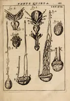 Picture 31 of 41 from Il corpo-umano, o breve storia, dove con nuovo metodo si descrivono in compendio tutti gli organi suoi, e i loro principali ufizi, per istruire a bene intendere, secondo il nuovo sistema, la teorica e pratica medicinale (1700), leaf 221