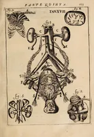 An illustration from Il corpo-umano, o breve storia, dove con nuovo metodo si descrivono in compendio tutti gli organi suoi, e i loro principali ufizi, per istruire a bene intendere, secondo il nuovo sistema, la teorica e pratica medicinale (1700)