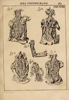 Picture 39 of 41 from Il corpo-umano, o breve storia, dove con nuovo metodo si descrivono in compendio tutti gli organi suoi, e i loro principali ufizi, per istruire a bene intendere, secondo il nuovo sistema, la teorica e pratica medicinale (1700), leaf 405