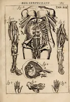 An illustration from Il corpo-umano, o breve storia, dove con nuovo metodo si descrivono in compendio tutti gli organi suoi, e i loro principali ufizi, per istruire a bene intendere, secondo il nuovo sistema, la teorica e pratica medicinale (1700)