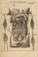 An illustration from Il corpo-umano, o breve storia, dove con nuovo metodo si descrivono in compendio tutti gli organi suoi, e i loro principali ufizi, per istruire a bene intendere, secondo il nuovo sistema, la teorica e pratica medicinale (1700)