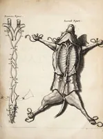 An illustration from Ioannis Pecqueti Diepaei Experimenta nova anatomica : quibus incognitum hactenus chyli receptaculum, & ab eo per thoracem in ramos usque subclavios vasa lactea deteguntur ; Eiusdem Dissertatio anatomica de circulatione sanguinis, et chyli motu : accedunt clarissimorum virorum perelegantes ad authorem epistolae (1651)