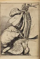 An illustration from Novus ductus chyliferus. Nunc primum delineatus, descriptus et eruditorum examini expositus ... (1652)